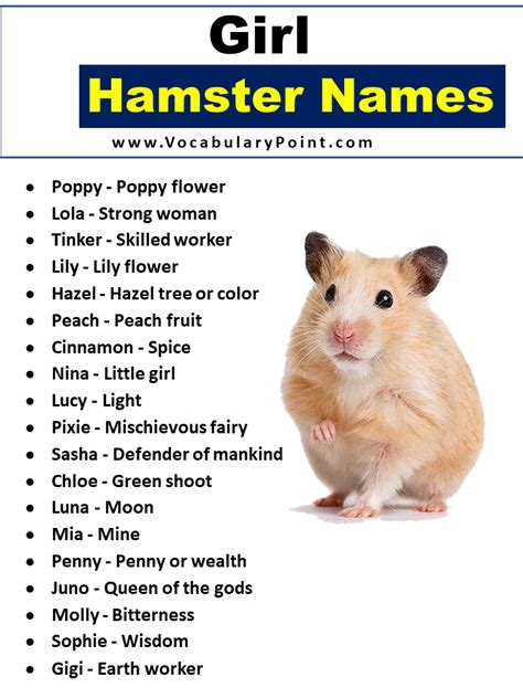 650+ Hamster Names (Cute, Funny, Boy & Girl) - Vocabulary Point