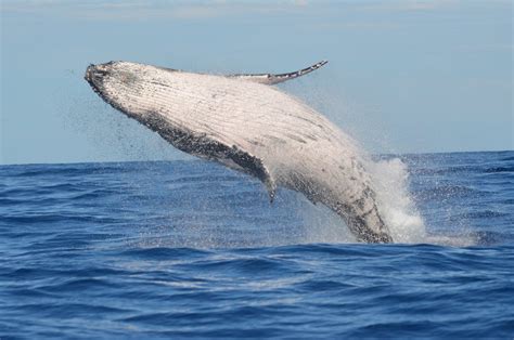 Whale Jumping Above Sea Water · Free Stock Photo