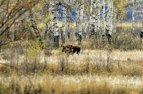 Moose Tracks Photograph by Dennis Blum