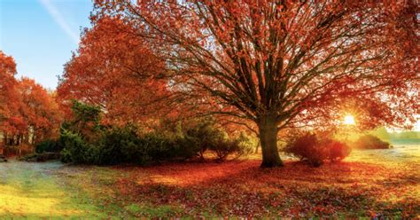 Cleansing and Abundance Rituals for the Fall Equinox