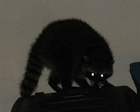 8 Interesting And Scary Facts About Raccoons