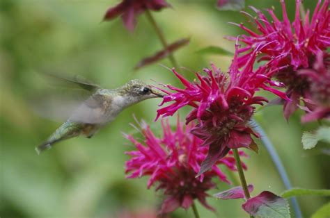 Bee Balm and hummingbirds | Bee balm, Hummingbird, Bird feathers