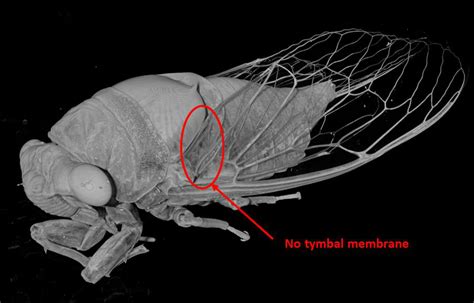 Cicadas Anatomy