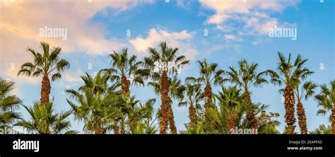 Palm Trees, Landscape, Israel Stock Photo - Alamy