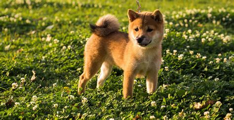 Hokkaido Breed Guide (Lifespan, Size & Characteristics)