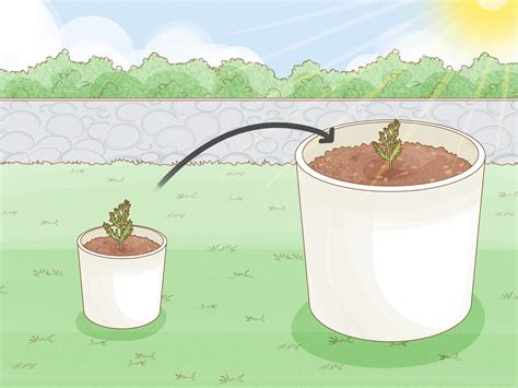 How to Plant a Seed in a Pot: 11 Steps (with Pictures) - wikiHow