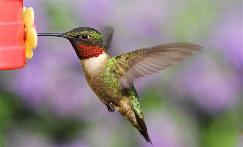 Types of Hummingbirds in North America