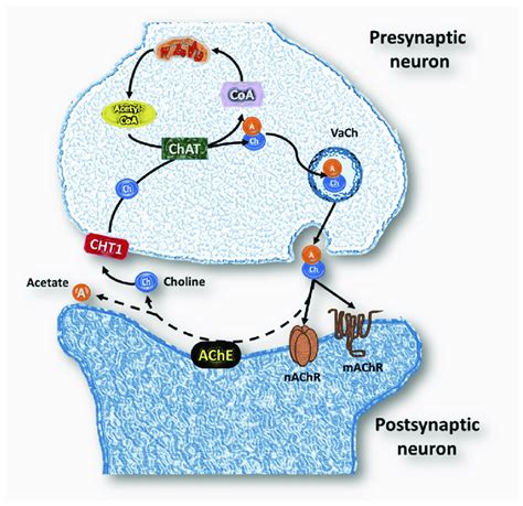 Neuronal cholinergic system. Ch: Choline; A: acetate; ACh:... | Download Scientific Diagram