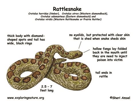 Rattlesnakes