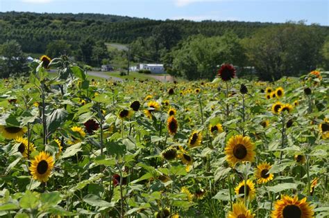 Sunflower Maze at Lyman Orchards | CT Mommy Blog