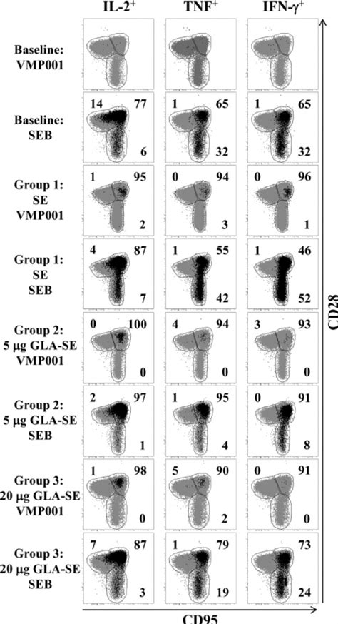 Antigen-responsive CD4 ϩ T cells were subdivided into cen- | Download ...