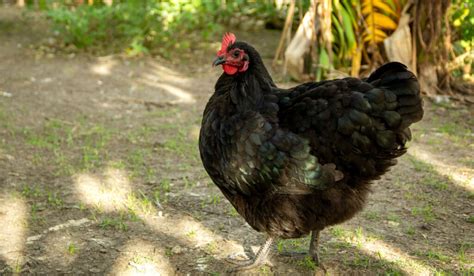 10 Large Black Chicken Breeds - The Hip Chick