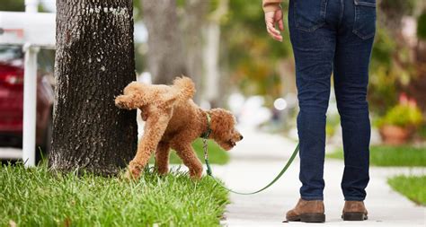 Potty Training Dogs: 9 Tips for Busy Pet Parents