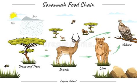 Simple Food Chain in Savannah Illustration Stock Vector - Illustration ...