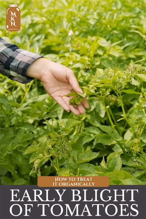 Preventing & Treating Early Blight of Tomato & Potato Plants - Melissa ...