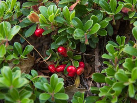 Bearberry Care - Growing Bearberries In The Home Landscape