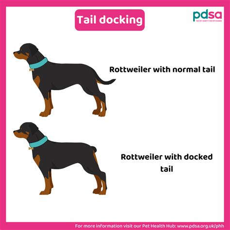 Tail docking in dogs - PDSA