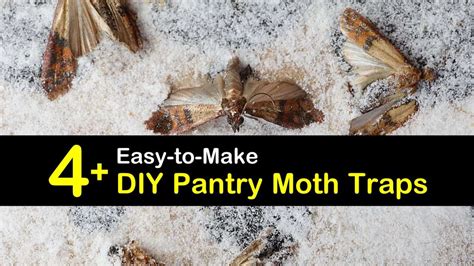 4+ Easy-to-Make DIY Pantry Moth Traps