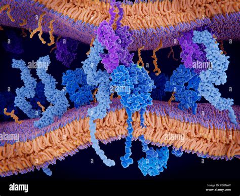 Illustration of a cell membrane with a T cell receptor (dark blue ...