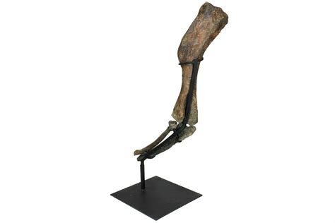 34.5" Fossil Hadrosaur (Brachylophosaurus) Articulated Limb - Montana ...