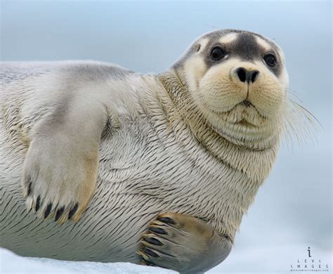 Bearded seal (Erignathus barbatus) portrait. Svalbard, Norway