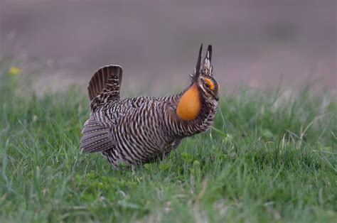 Greater Prairie-Chicken Habitat & Management Information - LandPKS