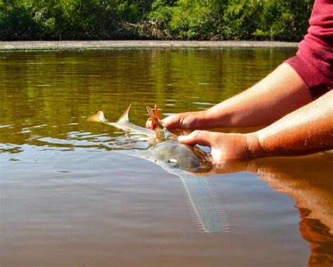 Smalltooth Sawfish "Critical Habitat" ... What? Here's What it Is | Westernbass.com