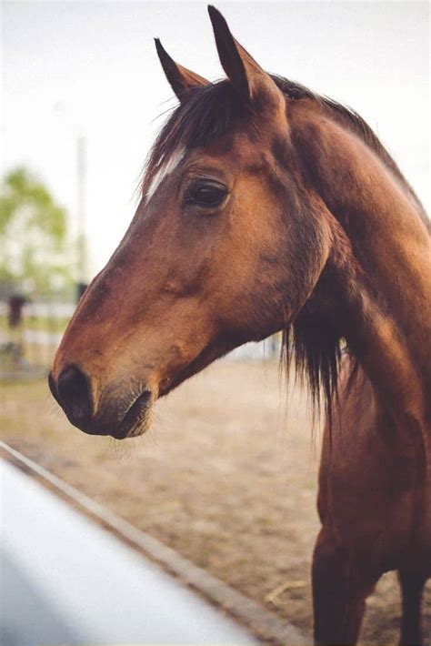 What Does A Horse's Ears Tell You? Decoding Equine Signals