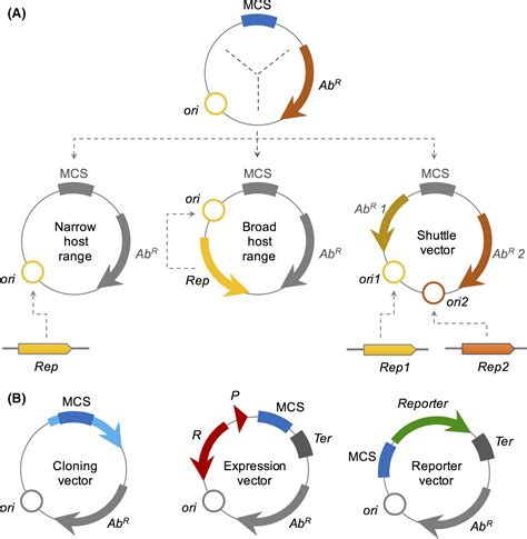 Designed Plasmid Vector