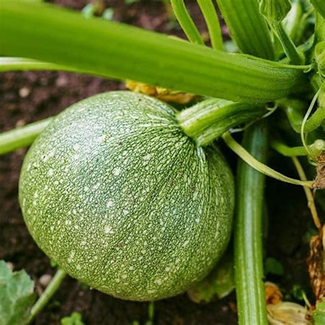 Amazon.com : 25+ SẸẸDS Tasty Round Zucchini Squash SẸẸDS W 091 : Garden & Outdoor