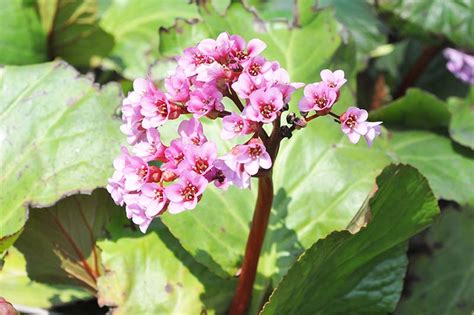 How to Grow Bergenia Flowers | Gardener’s Path