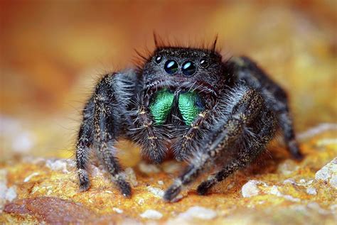 Daring Jumping Spider Photograph by Thomas Shahan/science Photo Library