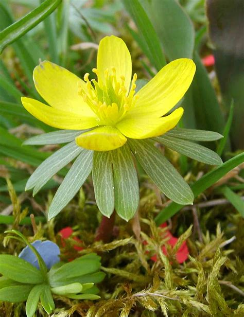 Winter Aconite – An Early Spring Flower!