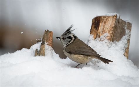 HD Bird Snow Winter Background Images Wallpaper | Download Free - 141627