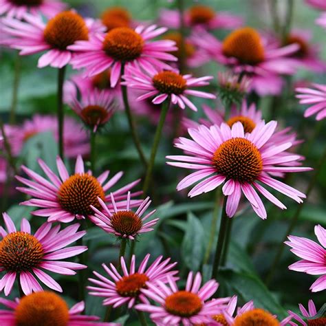 Purple coneflower seeds (Echinacea purpurea)