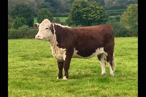 3 Pedigree Hereford Breeding Heifers | SellMyLivestock - The Online Livestock Marketplace