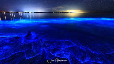 Light Fantastic - Bioluminescent Plankton at Barfleur Beach | Andy ...