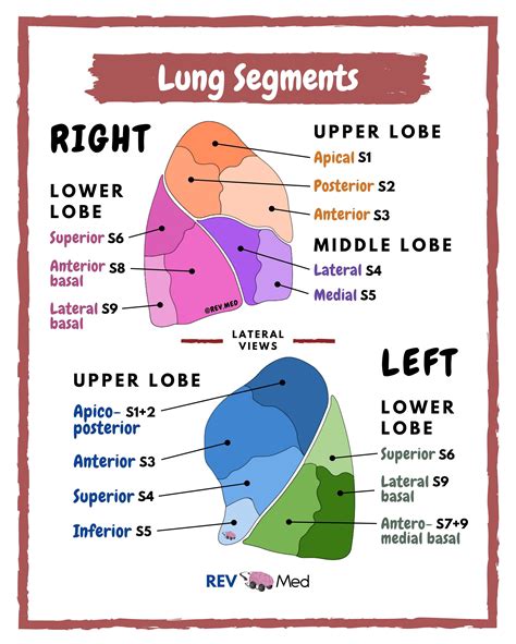 Lung Segments in Color - Anatomy - MEDizzy