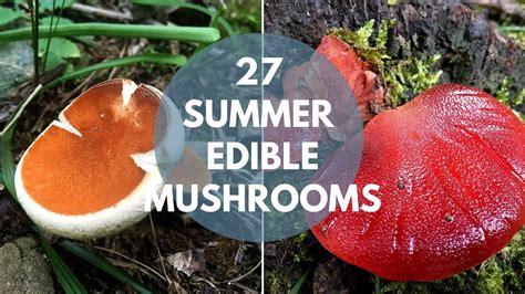 Wild Mushrooms You Can Eat: Summer Edition - YouTube