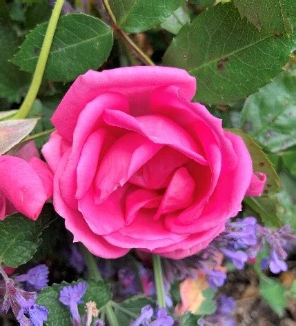 Old Garden Roses – Lake Wilderness Arboretum