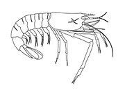 Category:Decapoda fossils - Wikimedia Commons