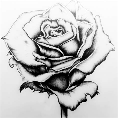 Rose Drawing Pen at PaintingValley.com | Explore collection of Rose ...