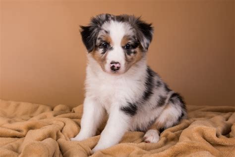 Premium Photo | Red merle australian shepherd puppy