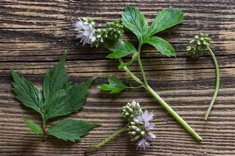 Foraging and Eating Virginia Waterleaf - Forager | Chef