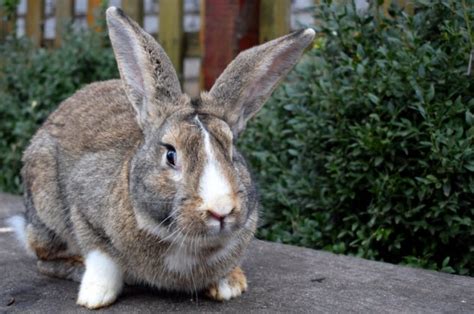 'Darius' The Guinness World Record's Biggest Rabbit Stolen From Home - Craffic