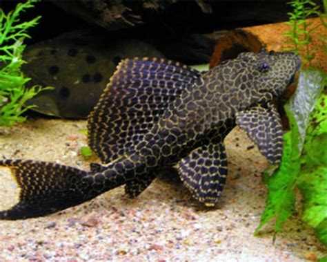 Pleco fish or Suckermouth catfish facts, Hypostomus plecostomus - Funny Animals