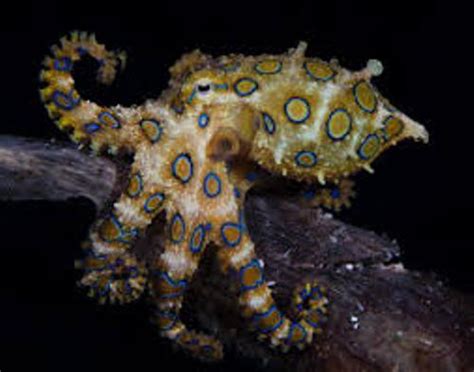 10 Facts about Blue Ringed Octopus - Fact File