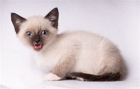 Angry Siamese Cat Photos - Free & Royalty-Free Stock Photos from Dreamstime