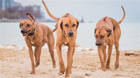 Rhodesian Ridgeback - Dog Breed history and some interesting facts