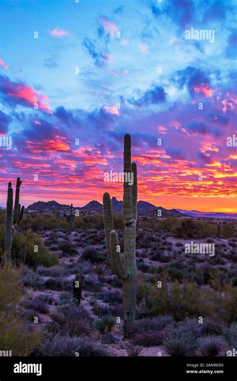 Epic and colorful Arizona Desert Sunset Landscape with cactus plants Stock Photo - Alamy